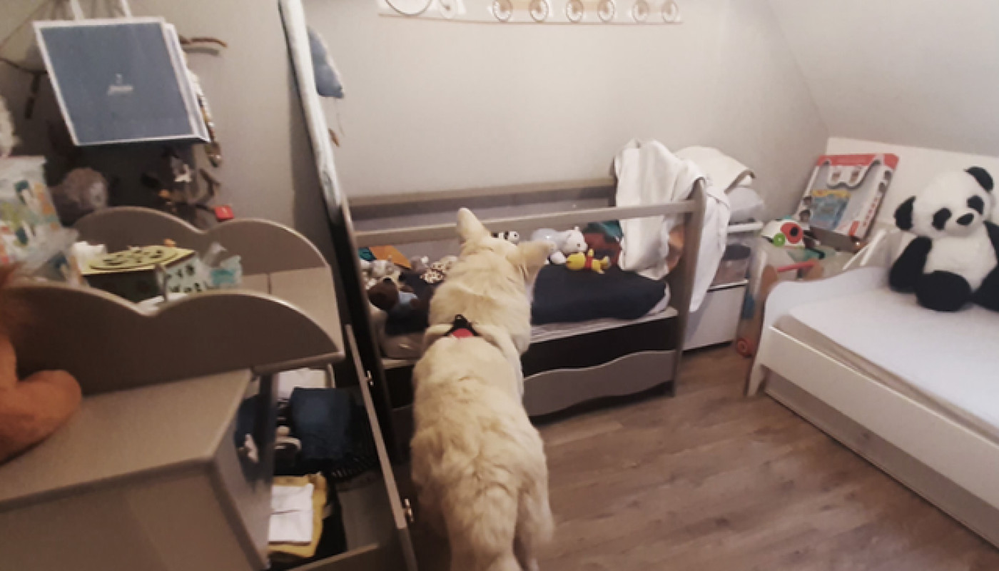 Sherlock Détecte, l’expert de la détection canine des punaises de lit au Mans